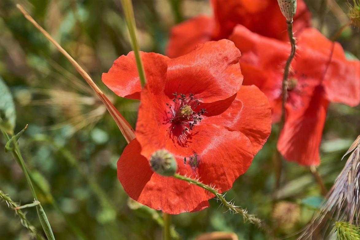 Comment faire pousser des coquelicots dans son jardin