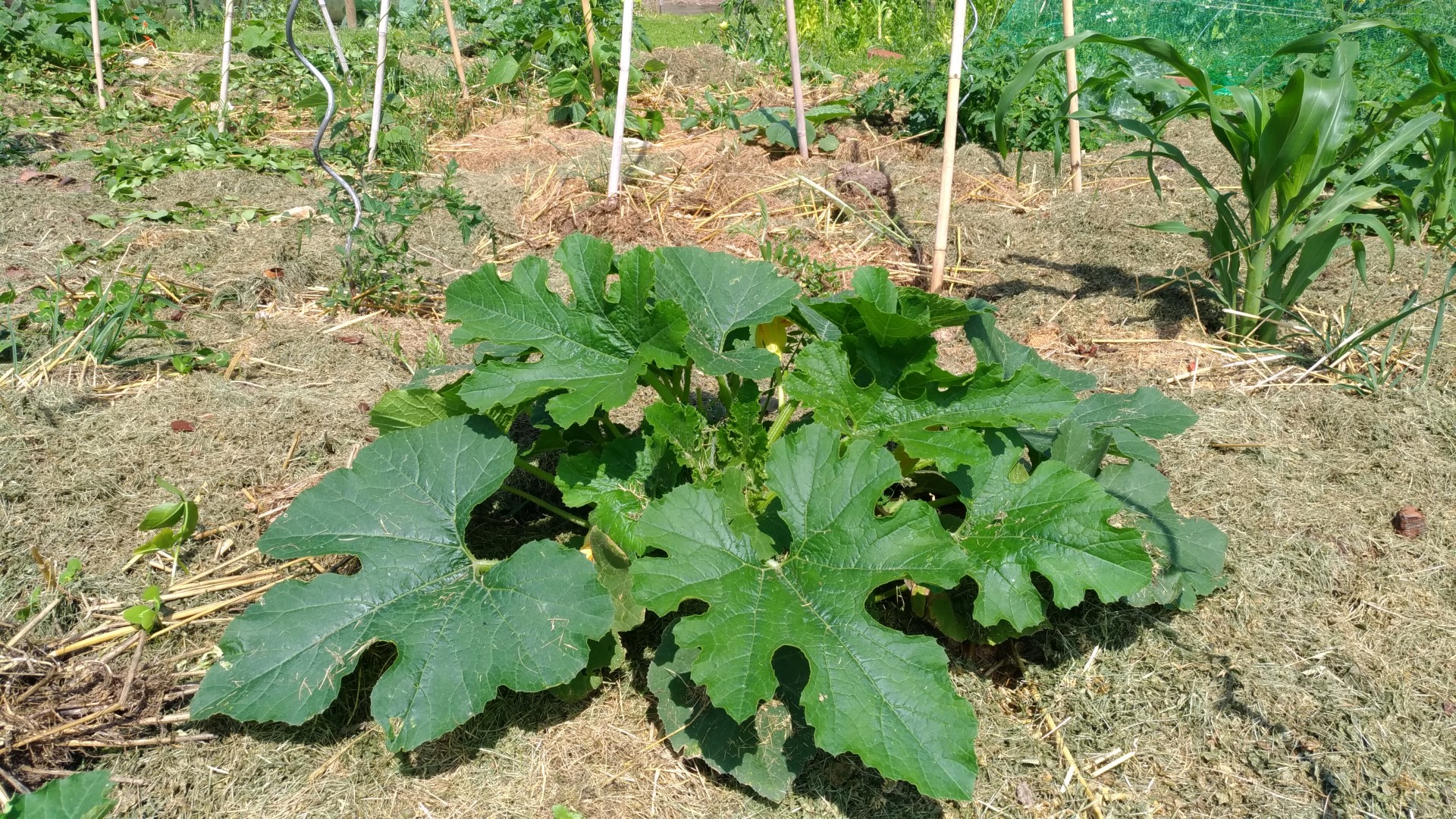 337e8eadb6c508be92c4f7ac6f17547d