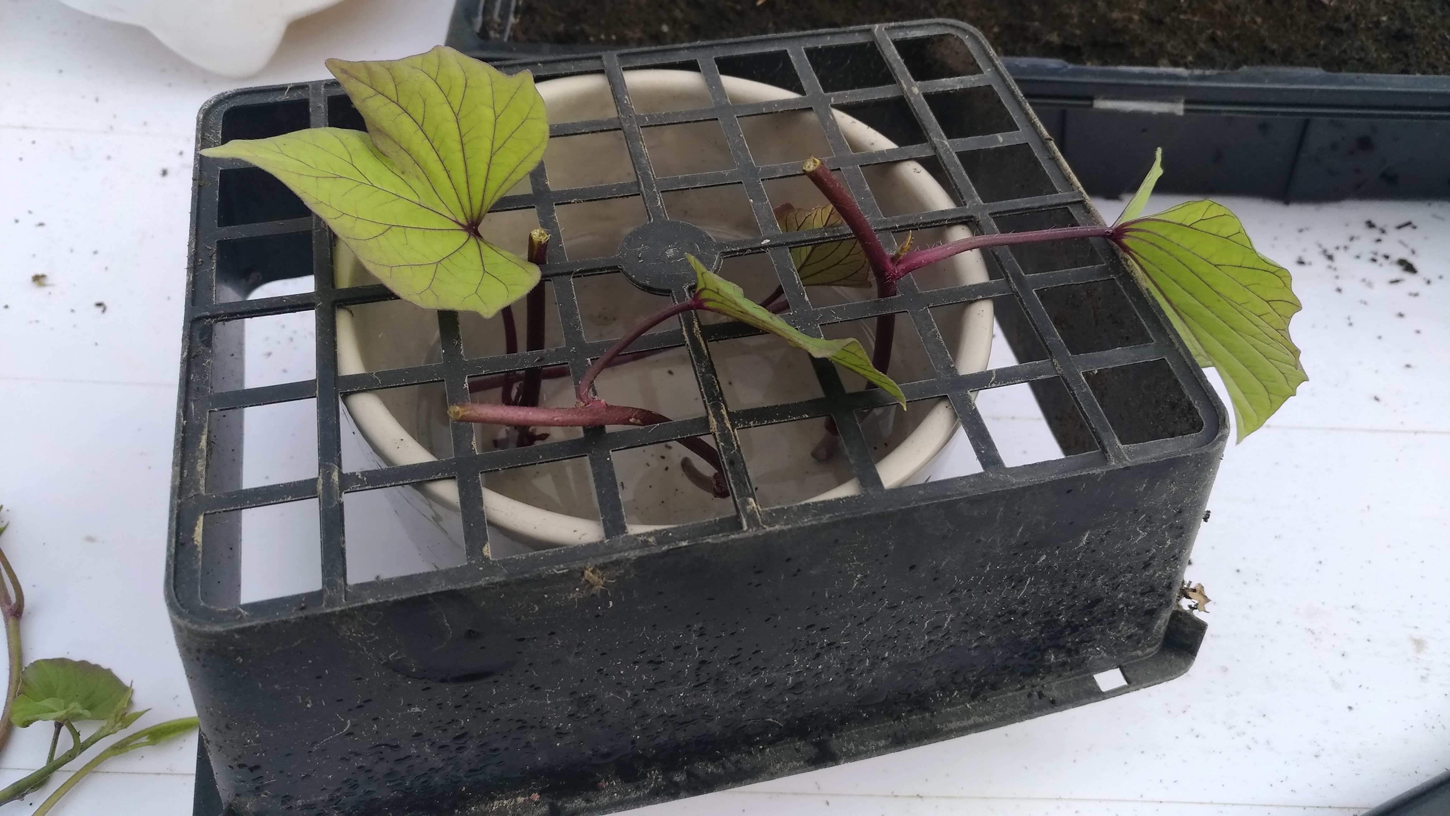 6defaff4fdb5a1c896264d47af7c77d0