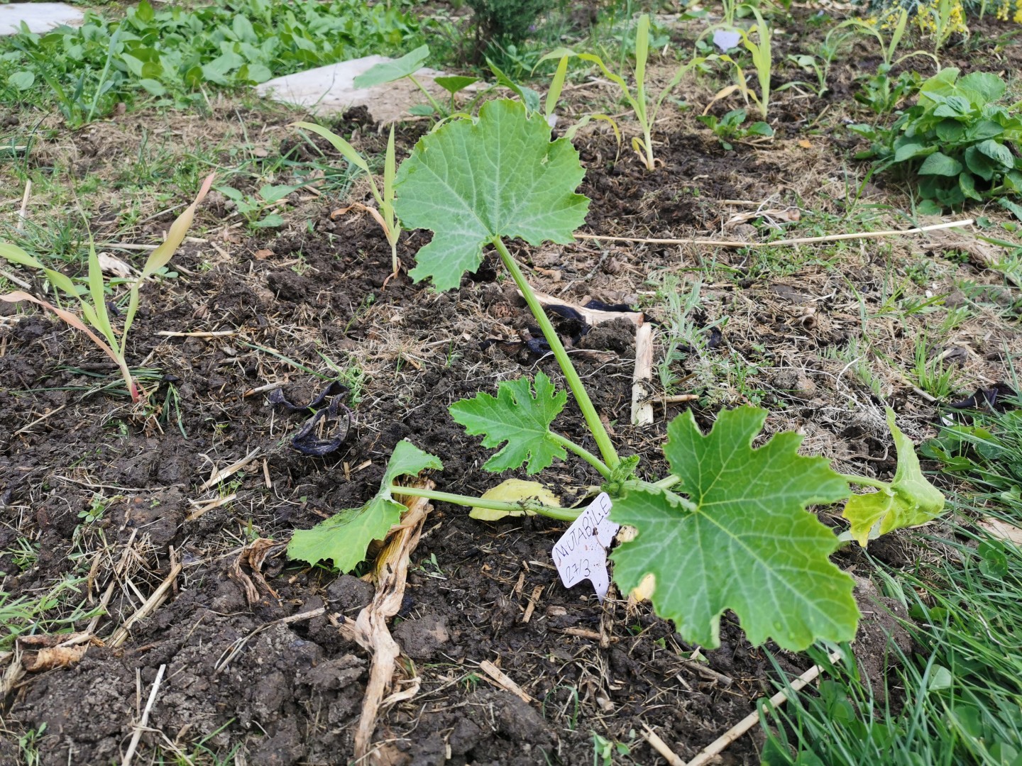 77fef7e109b6789c5a8e53f2fa8800d0