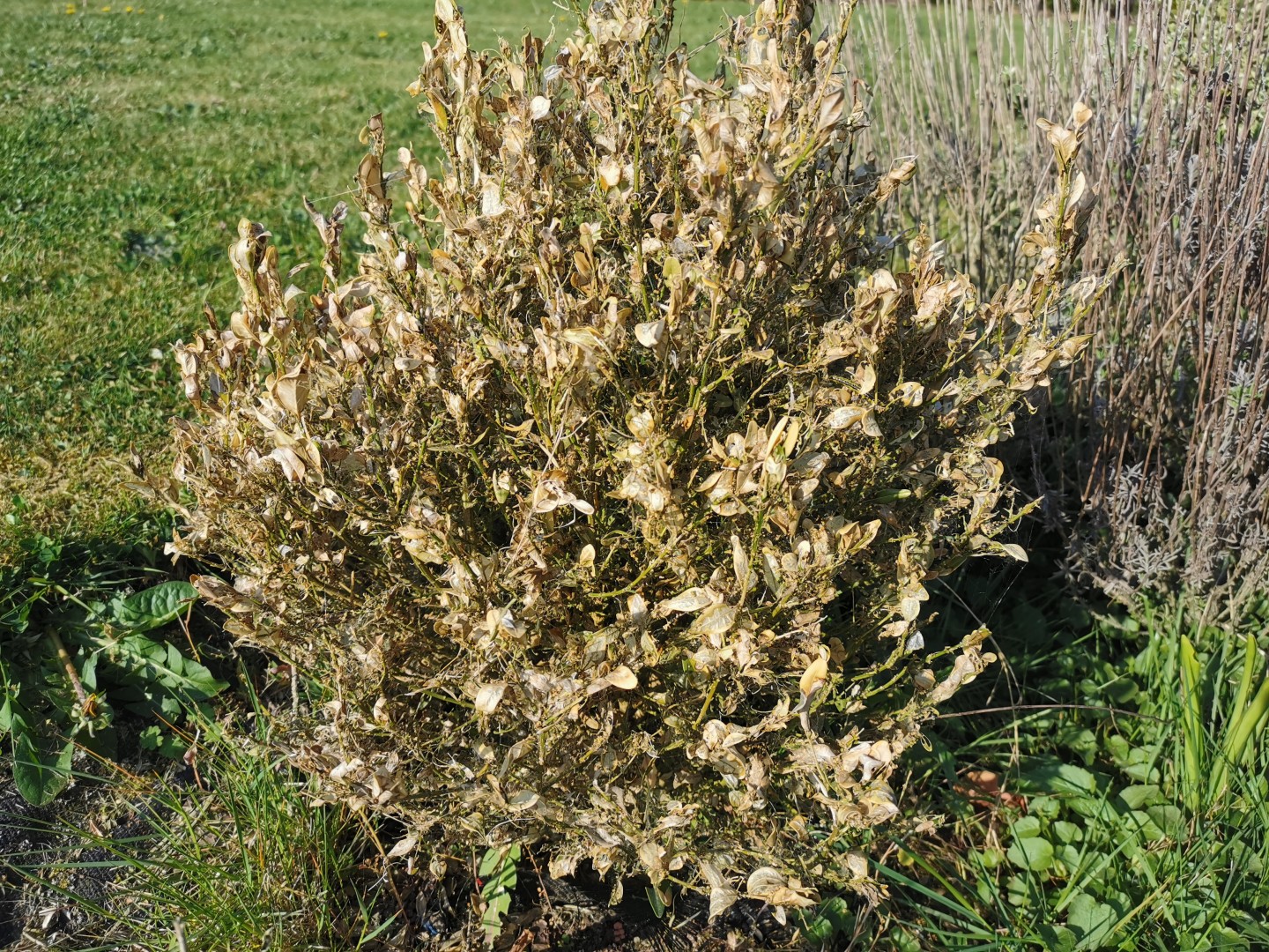 90e83b5ee8926a0750b6c3daa54c376e