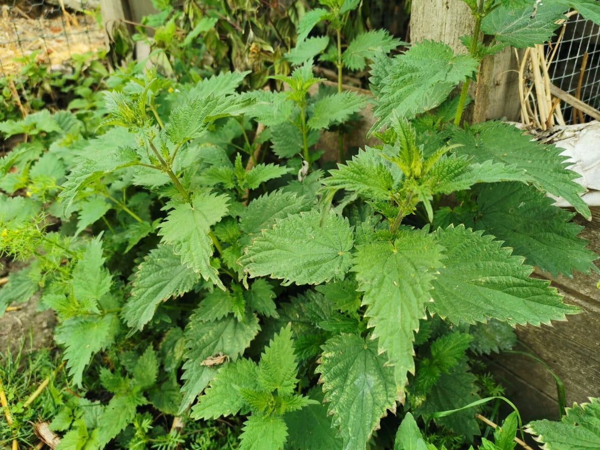 a3fcba967cd3387ebc2607df190f58b4