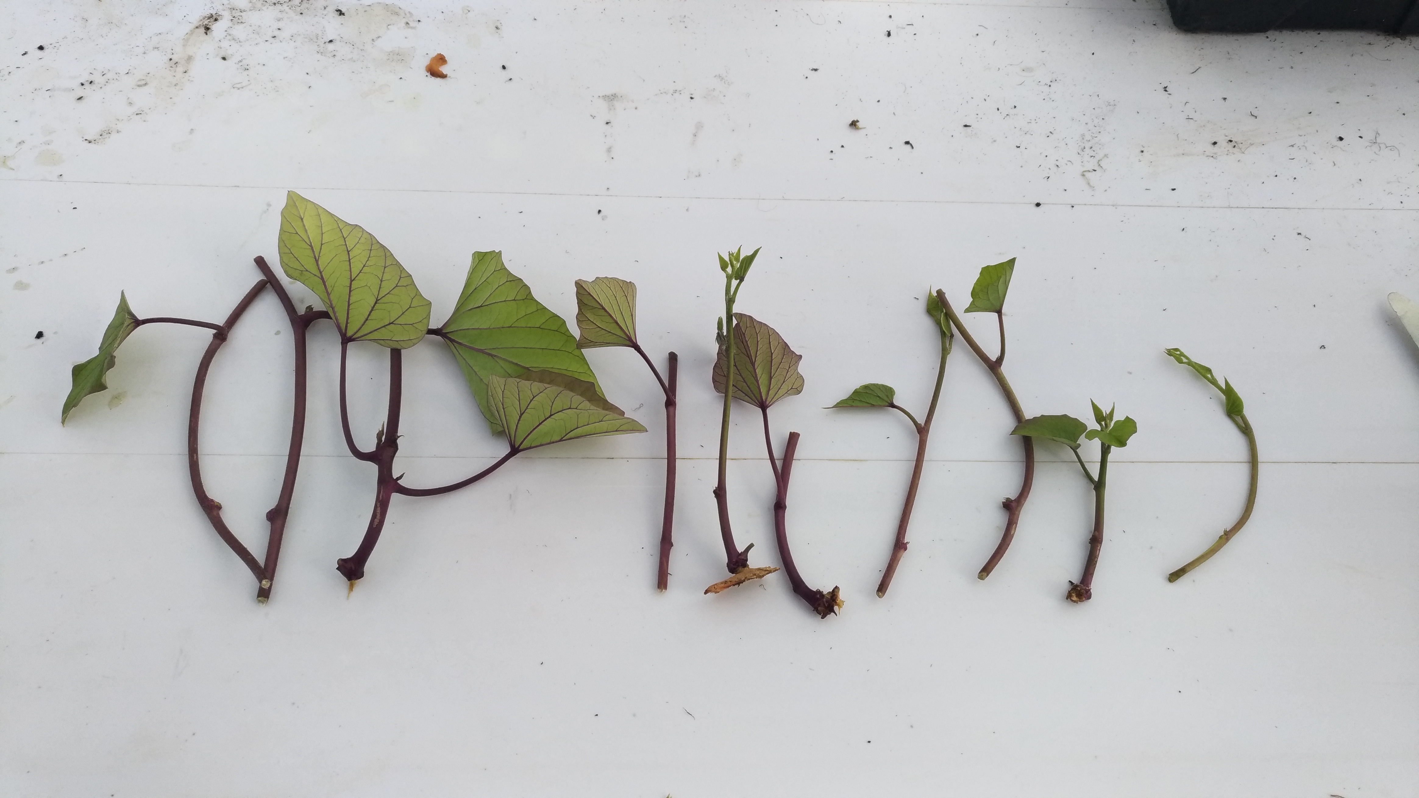 a88bc9f11307f833b821093c851c5ffd