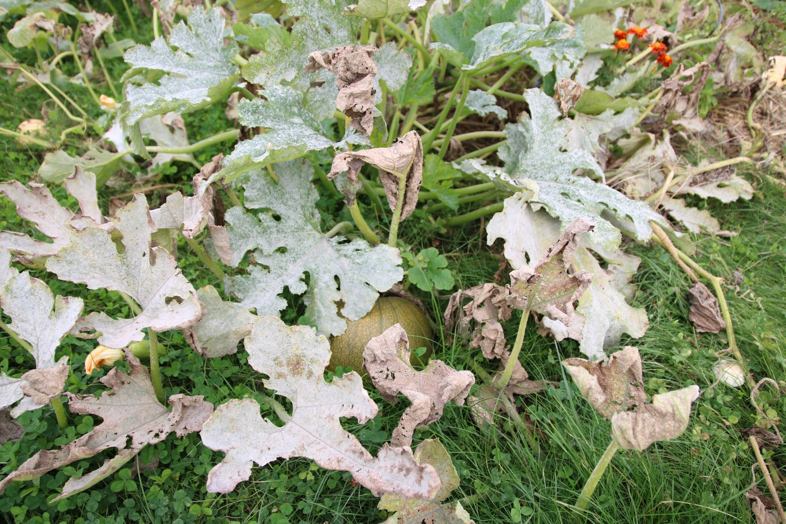 e6dc301494b5d5353d5108556d3d7104