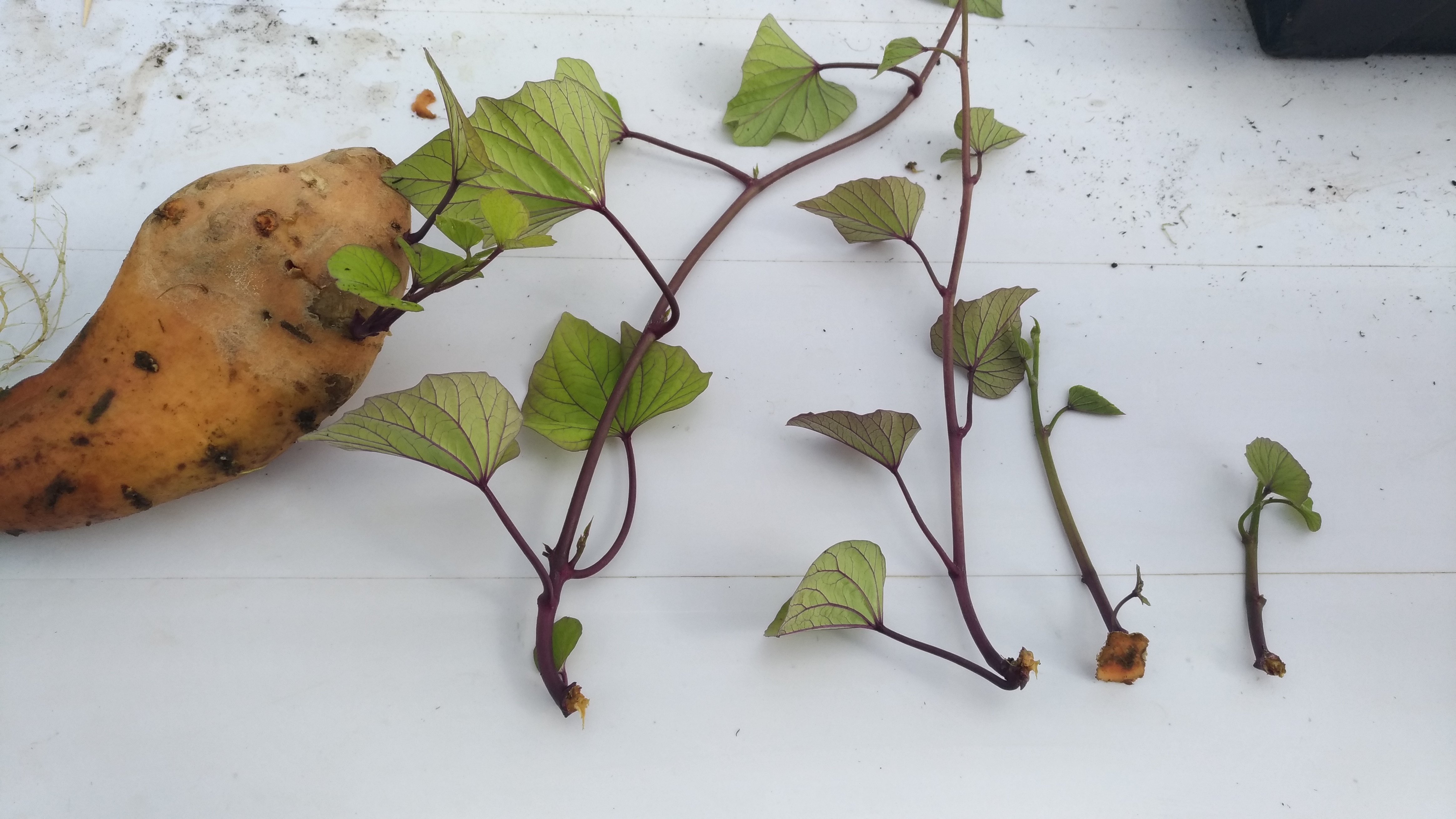 ff597351c8d1ff65cd55b083a922b3cd